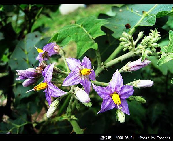 鈕仔茄_06.jpg