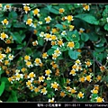 菊科-小花咸豐草_02.jpg