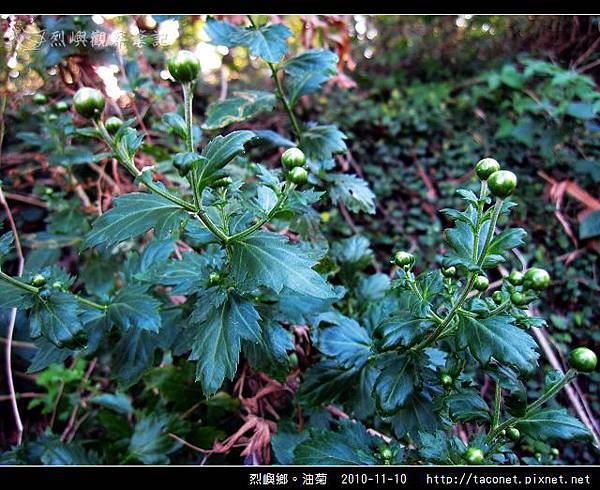 烈嶼鄉。油菊_07.jpg