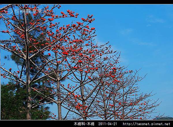 木棉科-木棉_13.jpg