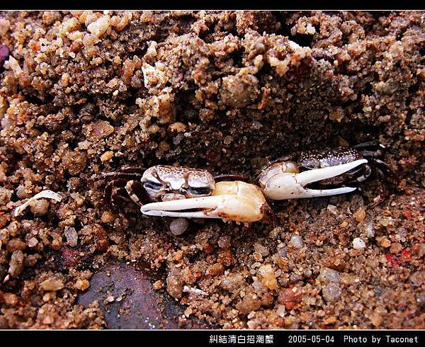 糾結清白招潮蟹_07.jpg