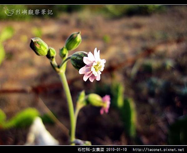 石竹科-女婁菜_05.jpg