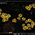 烈嶼鄉。油菊_02.jpg