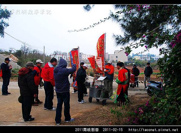 2011青岐割香_53.jpg