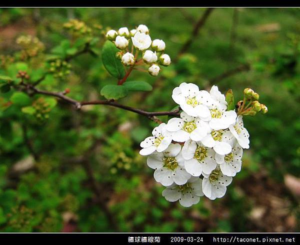 繡球繡線菊_06.jpg