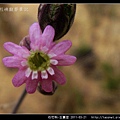 石竹科-女婁菜_15.jpg