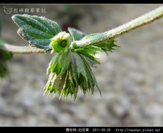 白花草 烈嶼觀察筆記 痞客邦 白花草 烈嶼觀察筆記 痞客邦