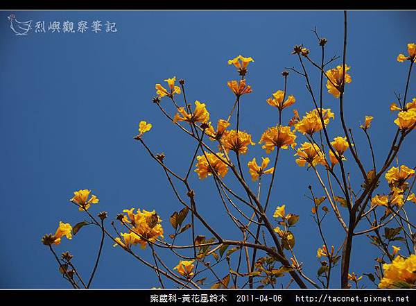 紫葳科-黃花風鈴木_04.jpg