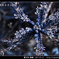 景天科-錦蝶_03.jpg