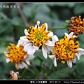 菊科-小花咸豐草_13.jpg