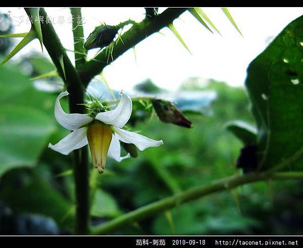 茄科-刺茄_06.jpg