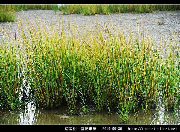 互花米草在清遠湖_02.jpg