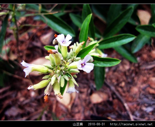 山芝麻_10.jpg 山芝麻_10.jpg