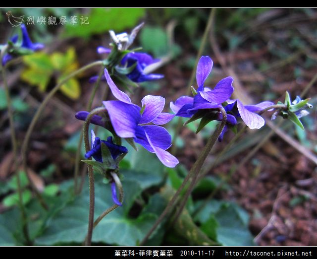 堇菜科-菲律賓堇菜_05.jpg