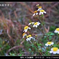 菊科-大花咸豐草_05.jpg