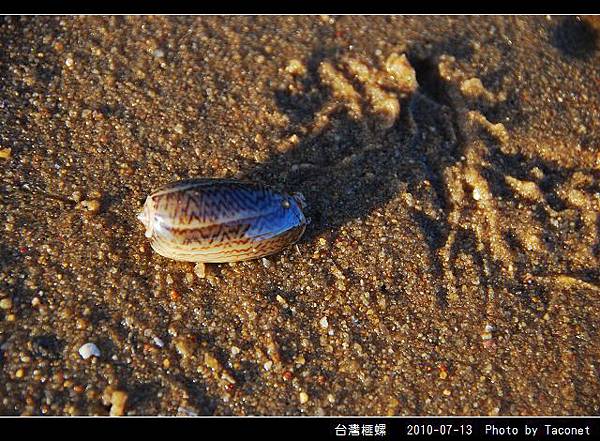 台灣榧螺_04.jpg