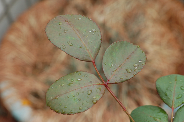 B AR 50mm F1.7.jpg