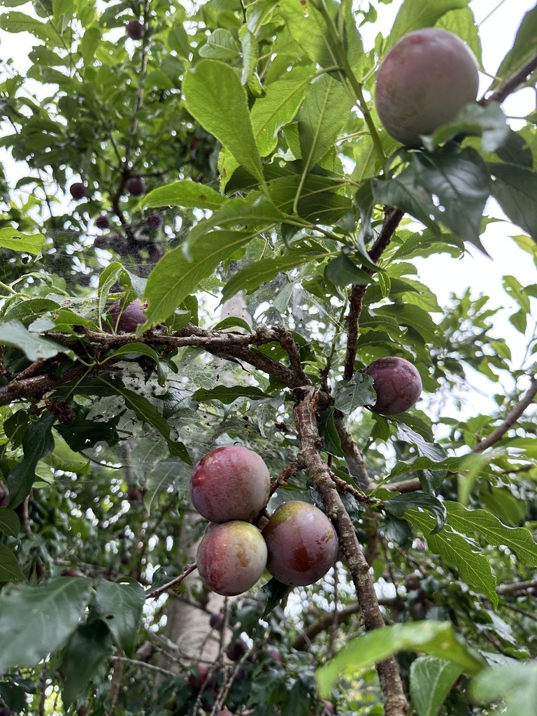 IMG_3070.jpg IMG_3070.jpg