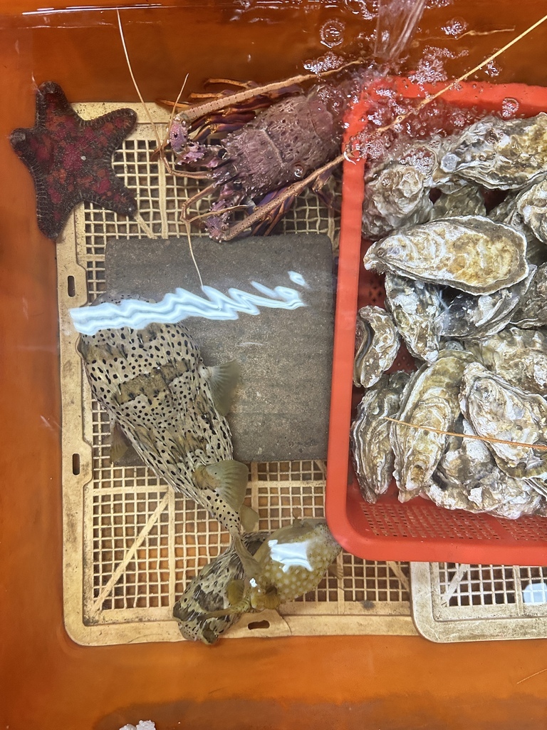 2023/11/28<親子露營第66露>新北市-金山皇后鎮森 2023/11/28<親子露營第66露>新北市-金山皇后鎮森