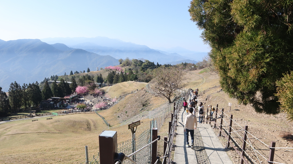 2024/02/24〈南投快閃輕旅行〉武陵農場櫻花正爆炸開、