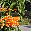 IMG_7695.jpg