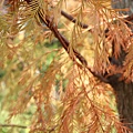 IMG_7705.jpg