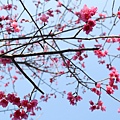 IMG_7709.jpg