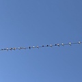 IMG_8847.jpg