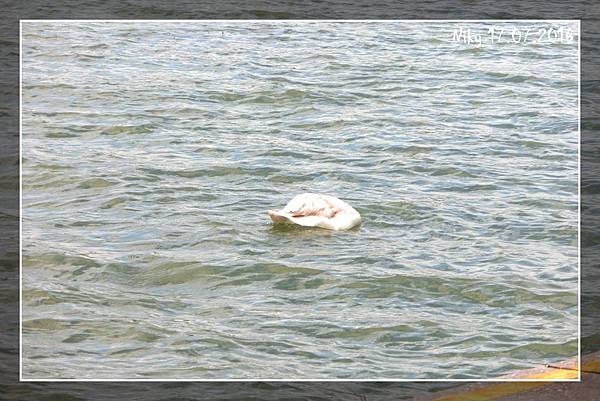 維也納 多瑙島、貝多芬小徑兩小女子遊歐洲 維也納 多瑙島、貝多芬小徑兩小女子遊歐洲