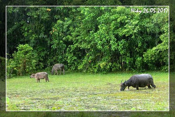 吳哥窟 女王宮、羅洛士遺址群夢想必訪國度之一