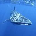 whale shark 01