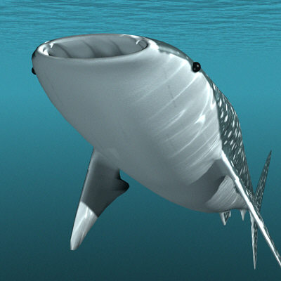 whale shark 02