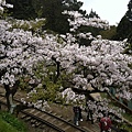阿里山鐵路旁櫻花