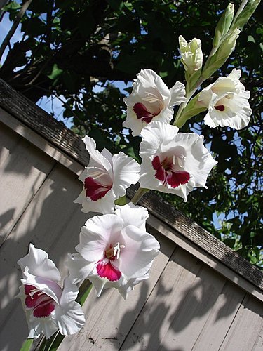 卑斯省七月的花宴 The Blossom Of July In 溫哥華的世界 Vancouver S World 痞客邦