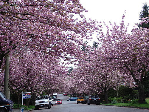 4 5月卑詩省櫻花季 The Cherry Blossom Of 溫哥華的世界 Vancouver S World 痞客邦