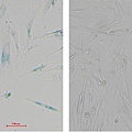 衰老細胞β-半乳糖苷酶染色試劑盒-Aging-Cell-β-galactosidase-Staining-Kit-Servicebio貨號G1073-100T.jpg