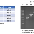 content_New_2X_PCR_SuperMix-06.jpg