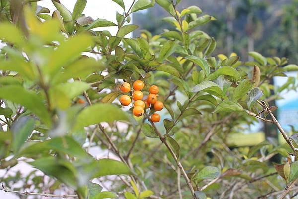 金露花 金露花