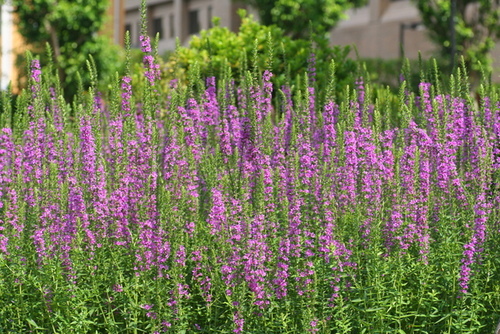 天使花.jpg 天使花.jpg
