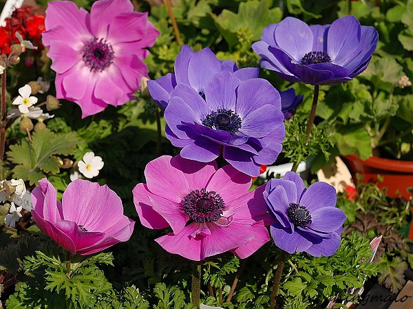 白頭翁花.jpg 白頭翁花.jpg