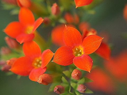 鳳爪長壽花.jpg 鳳爪長壽花.jpg