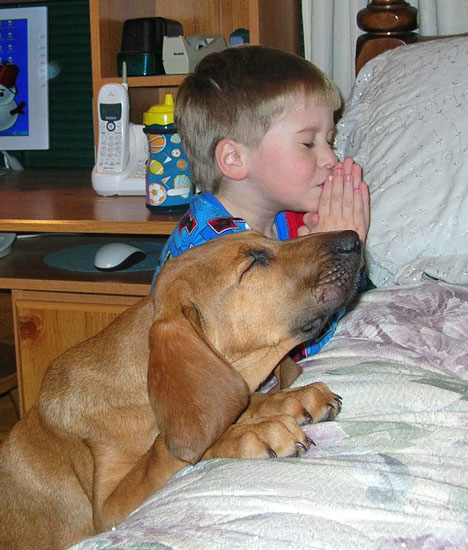 prayingdog.jpg