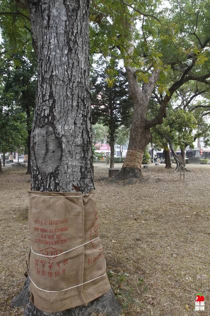 大南門公園內數棵百年老樹也遭殃。辛啟松攝