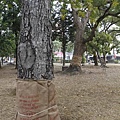 大南門公園內數棵百年老樹也遭殃。辛啟松攝