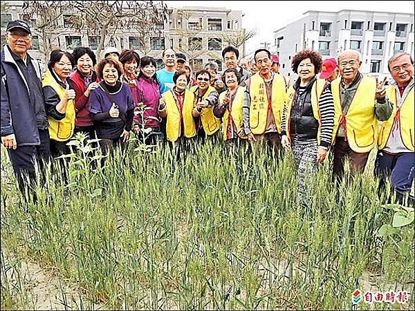荒地變身小麥田 將邀民眾採收