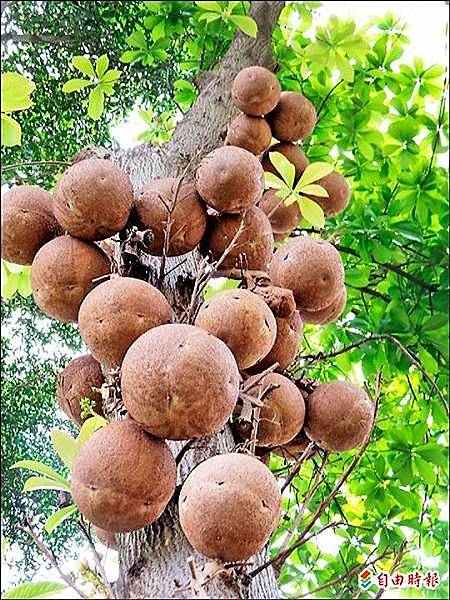 這棵砲彈樹結滿了如砲彈般的果實，是光賢公園的砲彈樹王。