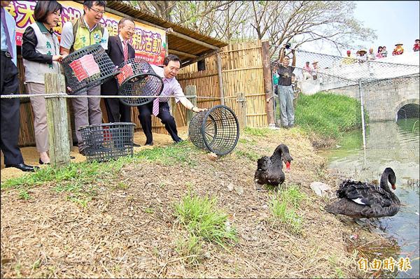 新營公所昨在天鵝湖放養由學甲頑皮世界野生動物園捐贈的一對澳洲黑天鵝，地方用辦喜事心情「迎親」。