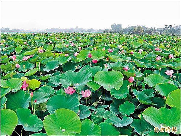 白河蓮鄉蓮花陸續盛開，賞花季節正式開始。