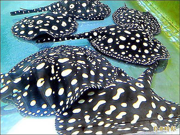 圖為皇冠黑白魟魚,一對售價高達數十萬元。 圖為皇冠黑白魟魚,一對售價高達數十萬元。