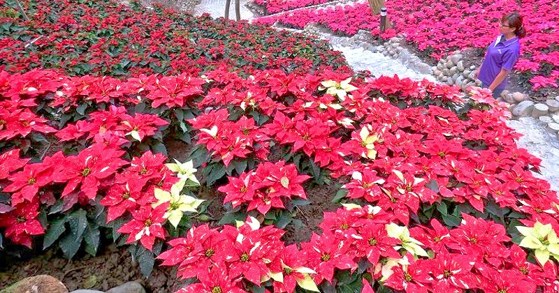 12-28-1.jpg 12-28-1.jpg